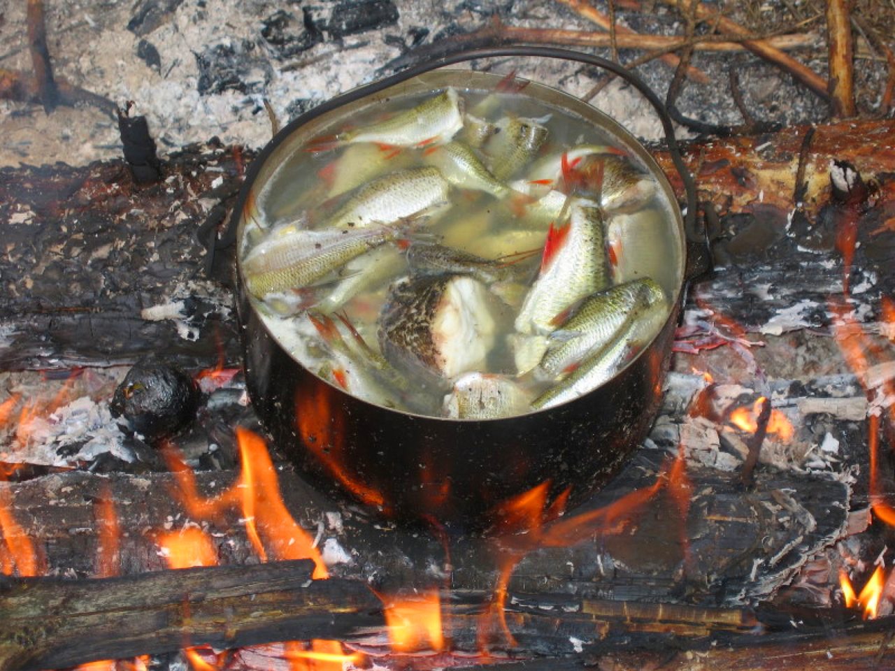 Уха из пресноводной рыбы, сваренная на костре.