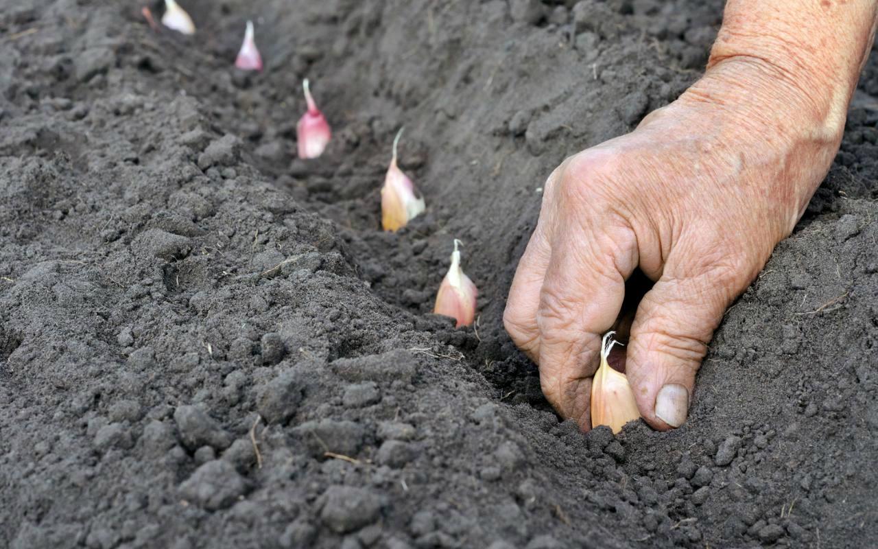 Традиционная посадка чеснока