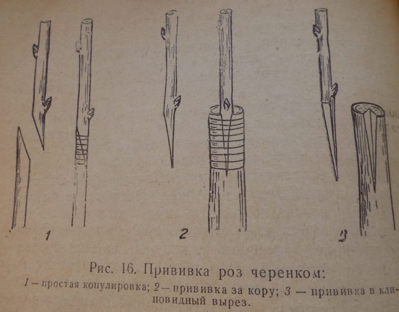 Второй способ прививки розы на шиповник