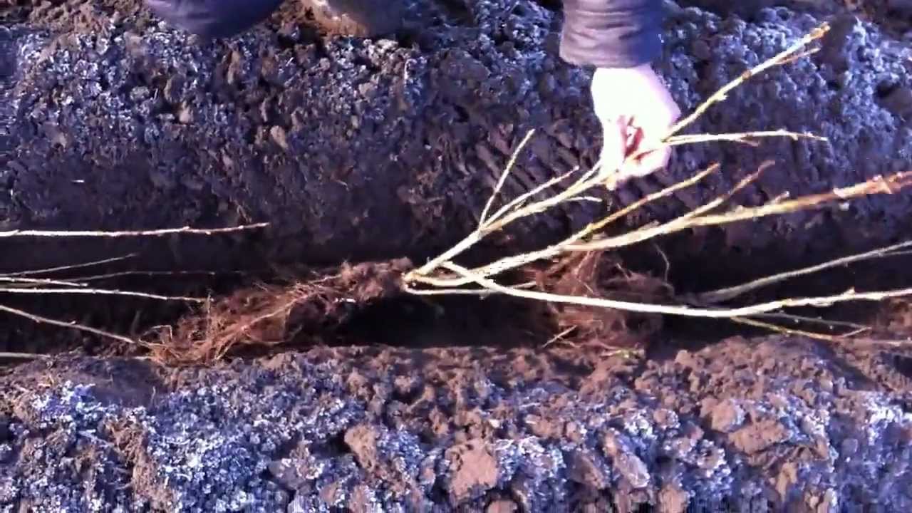 Садовод высаживает черную смородину в ров