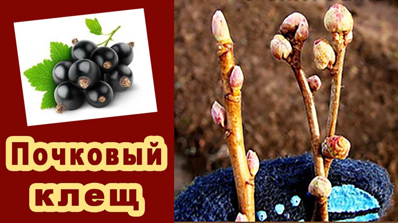 Пораженные ветки черной смородины почковым клещем
