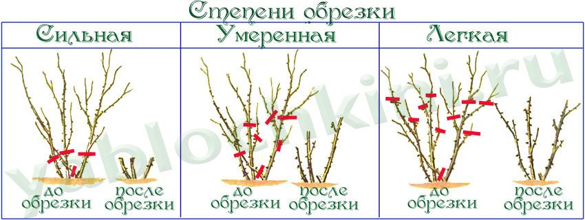 Способы обрезки роз