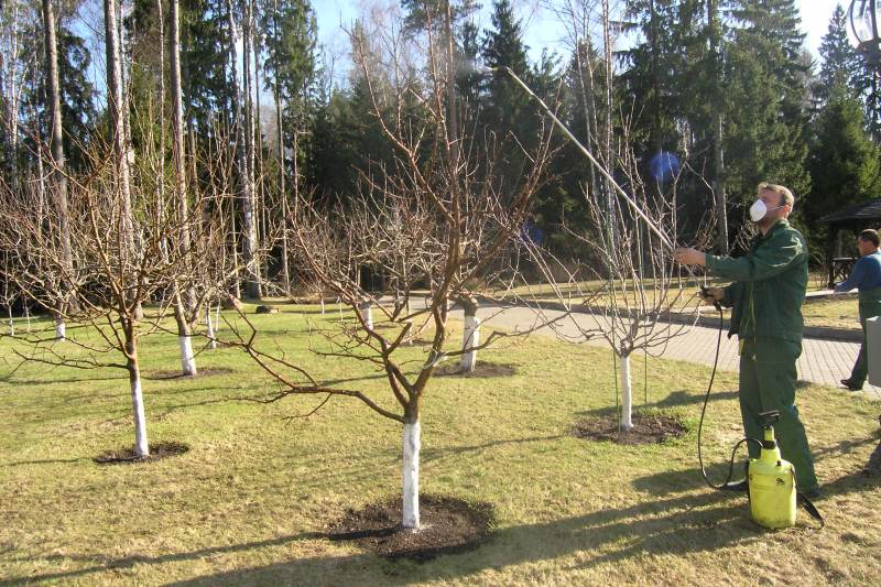 Обработка деревьев и кустарников