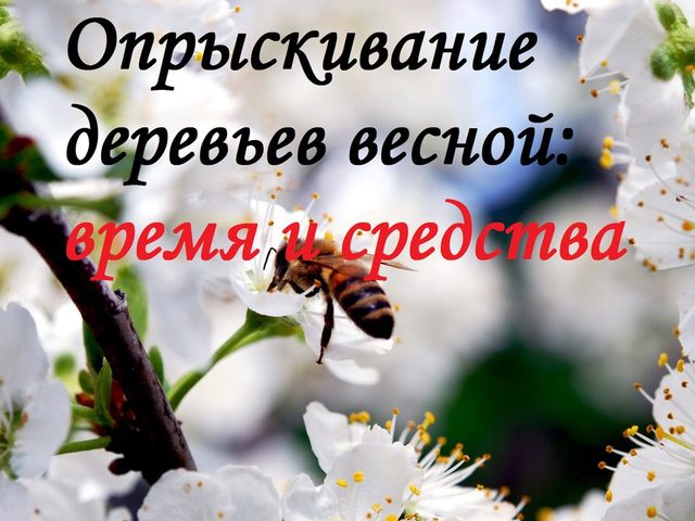 Весенняя обработка сада от вредителей и болезней: опрыскивание, сроки, график, препараты. Чем обработать плодовые деревья и кустарники ранней весной до и после распускания почек, после цветения?