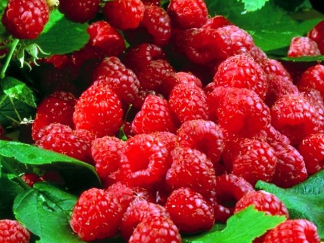 Посадка малины весной саженцами, обрезка, подкормка и обработка от вредителей и болезней: пошаговое описание. Когда лучше сажать, пересаживать, обрезать малину: весной или осенью?
