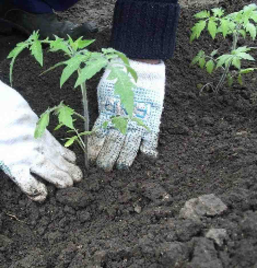 Высадка рассады помидор в открытый грунт