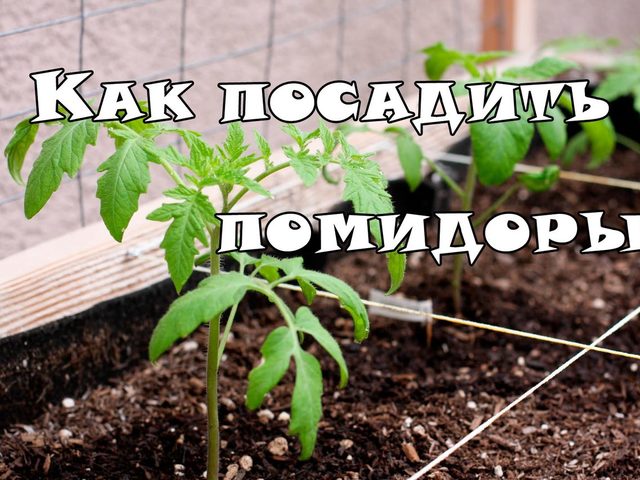 Посадка и выращивание рассады томатов в домашних условиях: способы. Подкормка рассады томатов удобрениями, дрожжами, йодом, золой, банановыми шкурками, народными средствами