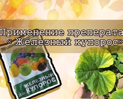 Железный купорос — применение в садоводстве весной для обработки плодовых деревьев, как удобрение для растений: инструкция, пропорции разведения