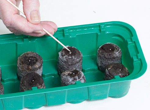 Посев семян в торфяные таблетки