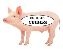 Сонник — видеть во сне свинью: значение сна. К чему снятся свиньи грязные, чистые, живые, мертвые, в сарае, чужие, голодные, сытые, розовые, белые, черные, коричневые, рыжие, больные, в крови, без головы. Свинья: толкование сна для мужчин и женщин