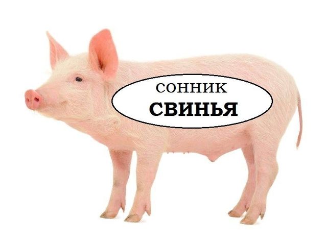 Сонник — видеть во сне свинью: значение сна. К чему снятся свиньи грязные, чистые, живые, мертвые, в сарае, чужие, голодные, сытые, розовые, белые, черные, коричневые, рыжие, больные, в крови, без головы. Свинья: толкование сна для мужчин и женщин