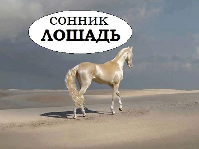 Сонник — лошади: к чему снится во сне рыжая, черная, белая, коричневая, серая, пятнистая лошадь? К чему снится образ, силуэт, тень лошади с гривой, рогами, крыльями: толкование сна для мужчин и женщин