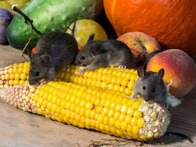 Самодельные мышеловки своими руками в домашних условиях. Как сделать ловушку для мышей из пластиковой бутылки, клеевую?