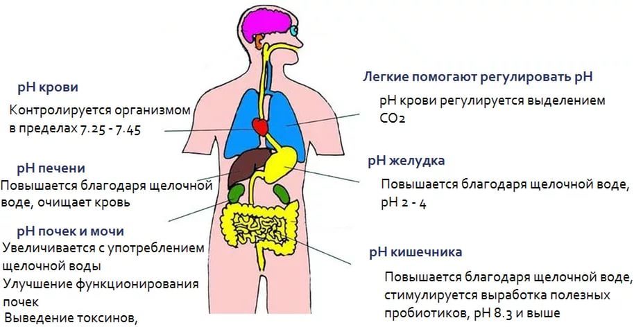 Как поддерживать постоянно нормальный уровень ph крови?