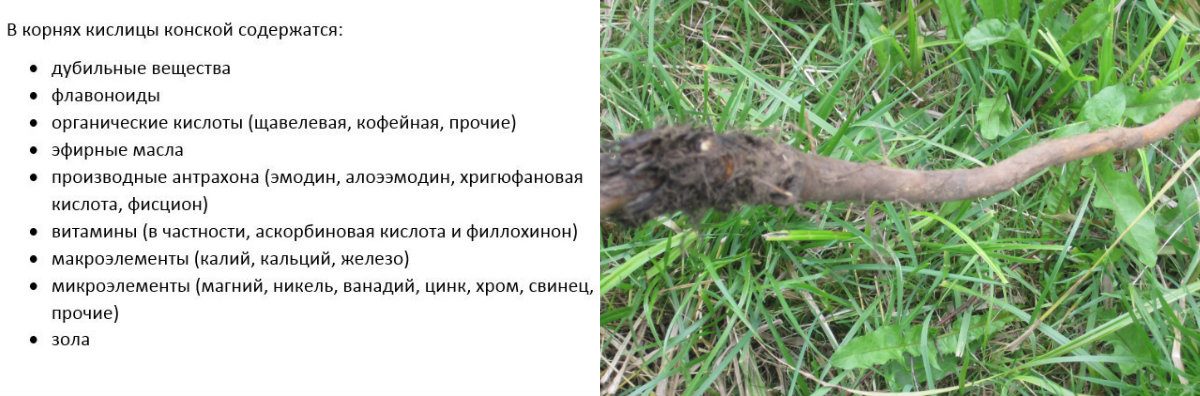 Состав корней щавеля густого.