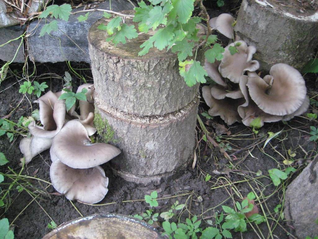 Выращивание вешенки на даче, садовом участке на пеньках