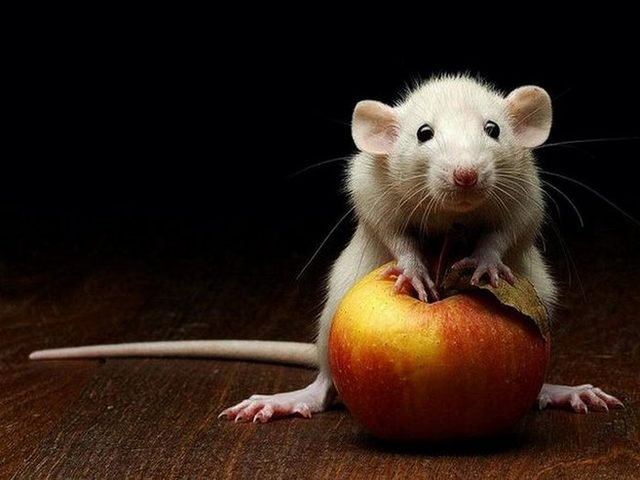 Как нарисовать мышь карандашом поэтапно для начинающих и детей? Как нарисовать мордочку мышки карандашом?
