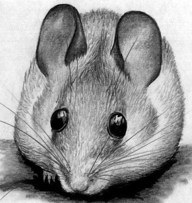 Законченный рисунок