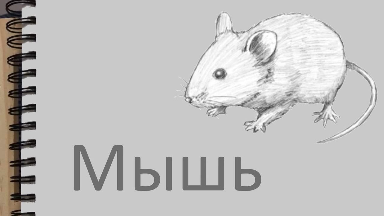 Как нарисовать реалистичную мышь