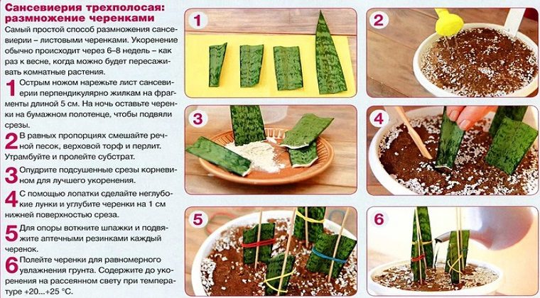 Размножение сансевиерии