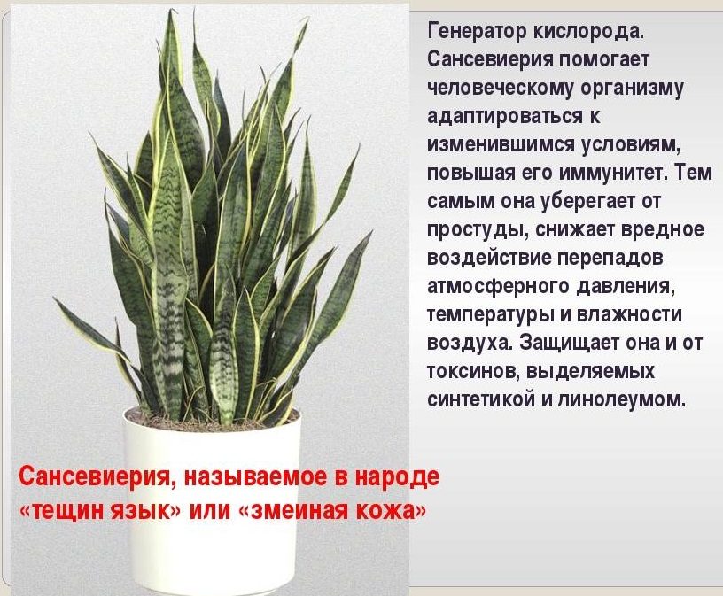 Сансевиерия для дома: польза