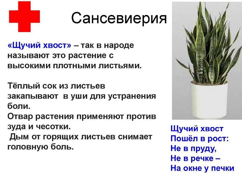 Сансевиерия: лечебные свойства