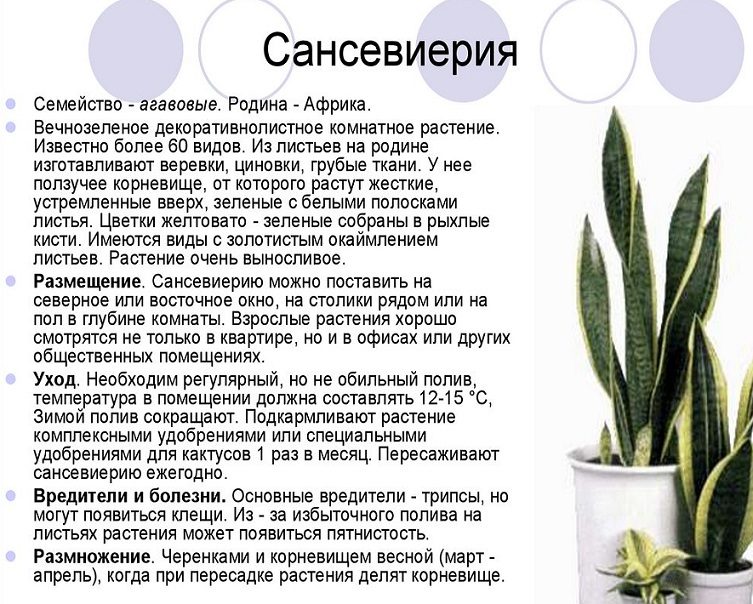 Тещин язык - размещение в доме