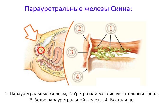 Как работает струйный оргазм?