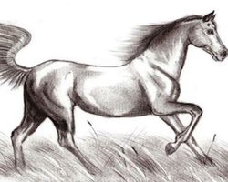 Как нарисовать настоящую лошадь карандашом поэтапно для начинающих и детей? Как нарисовать красиво морду, гриву лошади, бегущую, стоящую лошадь, в прыжке?