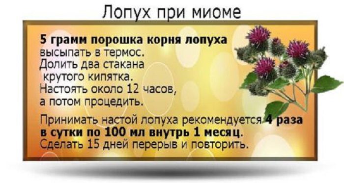 Корень лопуха при миоме матки