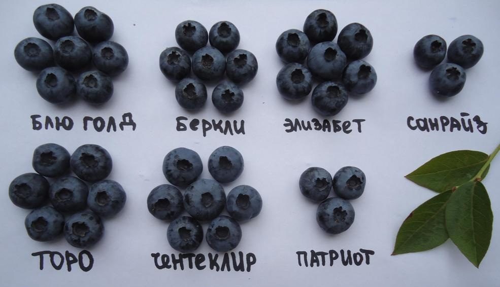 Безымянный