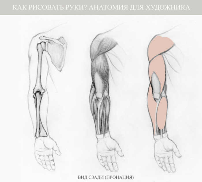 Как рисовать руки: анатомия для художника