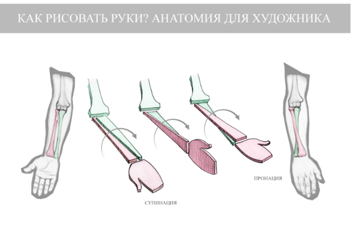 Как рисовать руки: анатомия для художника