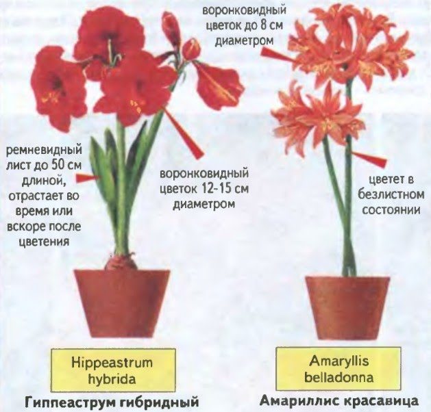 Отличия растений