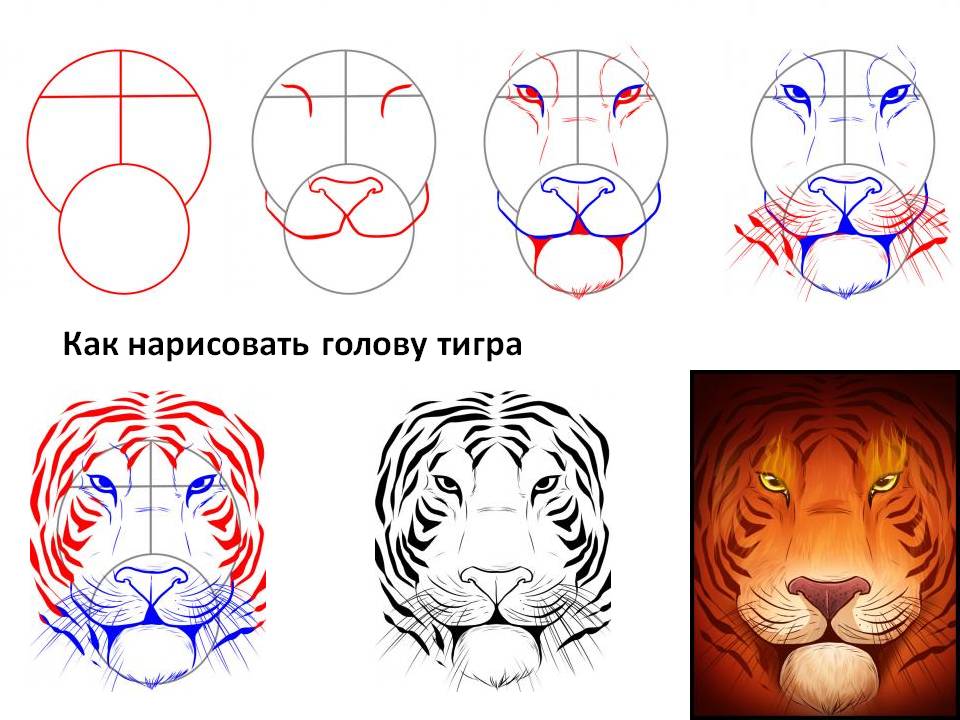 Как нарисовать морду тигра