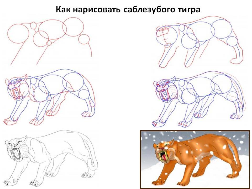 Рисуем саблезубого тигра
