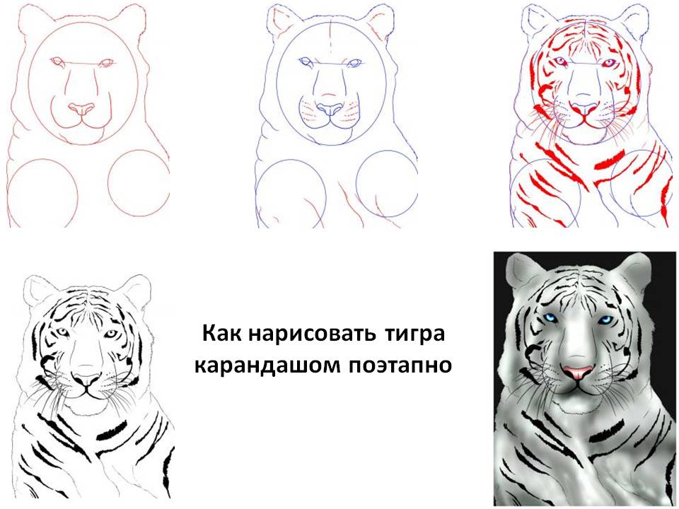 Как правильно нарисовать морду тигра