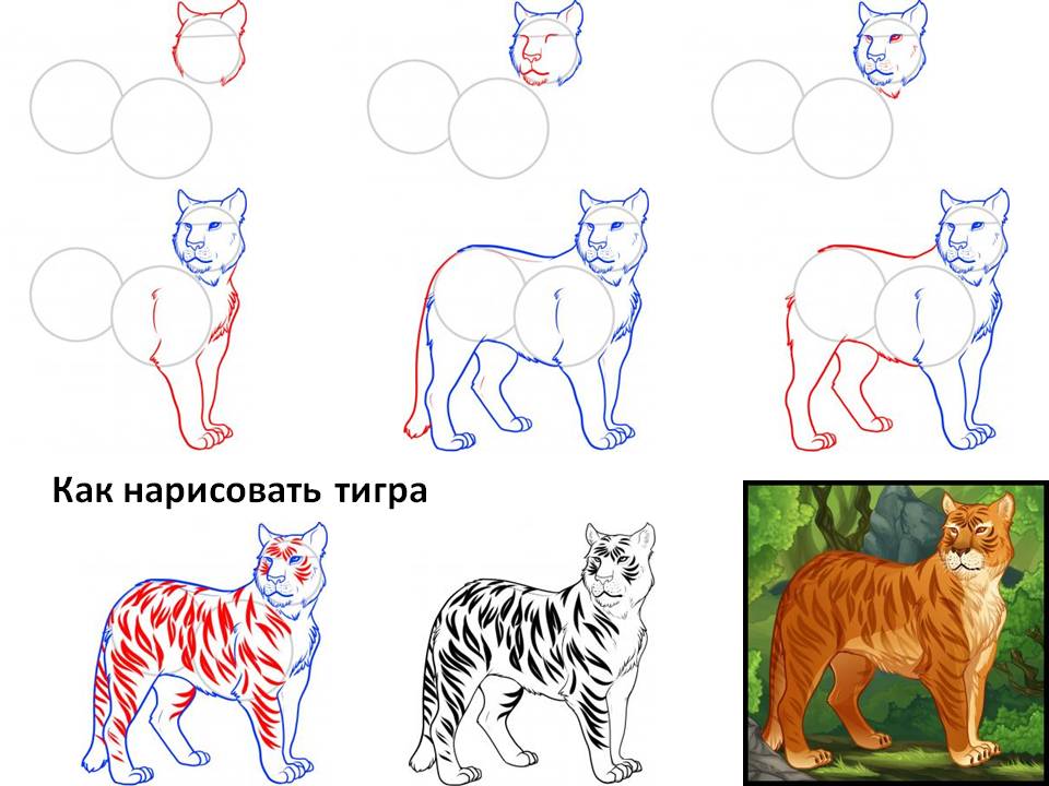 Как нарисовать тигра
