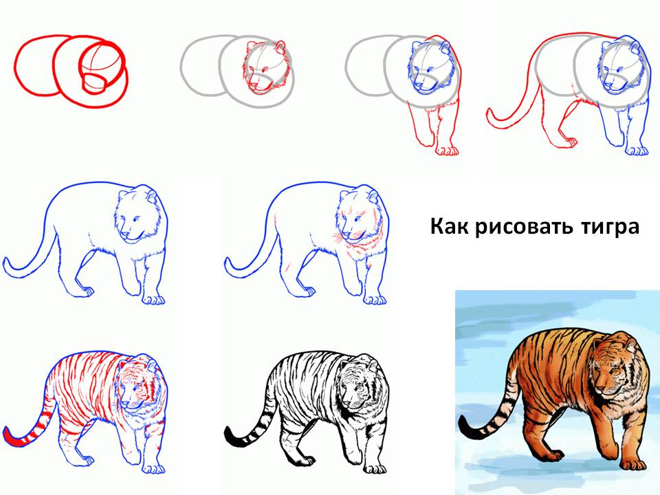 Как нарисовать уссурийского тигра