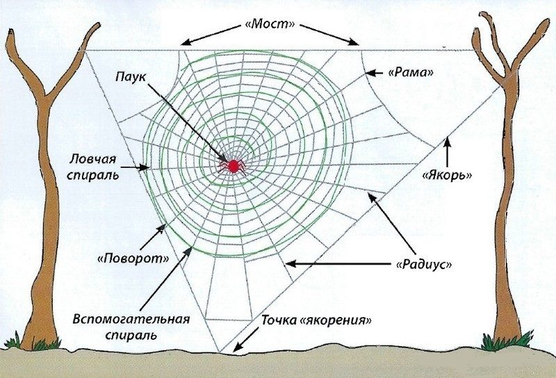 Схема паутины паука-кругопряда