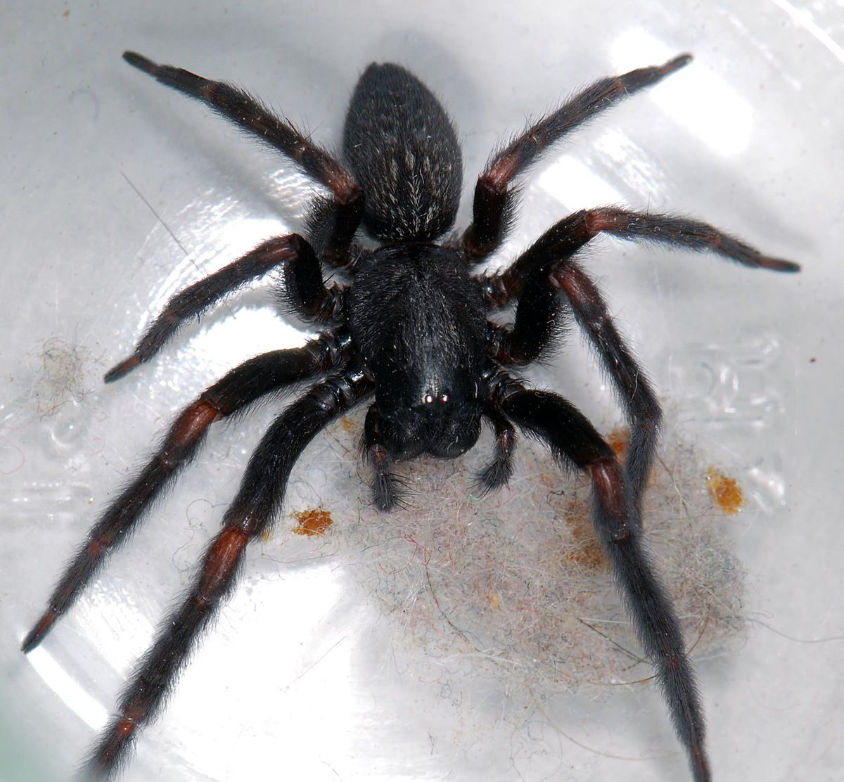 Представитель подотряда araneomorpha