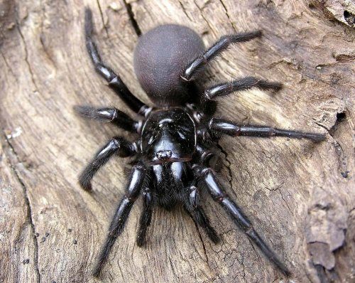 Сиднейский воронковый паук