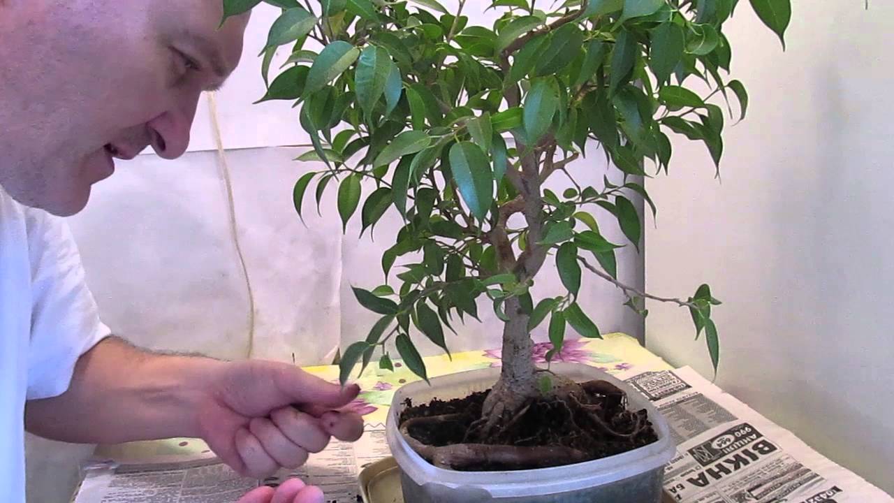 Бонсай из фикуса бенджамина своими руками: как начать формирование кроны пошагово?