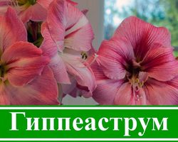 Комнатный цветок гиппеаструм: значение цветка, приметы, посадка, выращивание и уход во время и после цветения, в период покоя в домашних условиях, подкормка, полив, размножение, болезни. Как купить луковицы гиппеаструма почтой в Китае на Алиэкспресс?