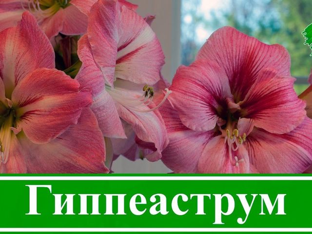 Комнатный цветок гиппеаструм: значение цветка, приметы, посадка, выращивание и уход во время и после цветения, в период покоя в домашних условиях, подкормка, полив, размножение, болезни. Как купить луковицы гиппеаструма почтой в Китае на Алиэкспресс?
