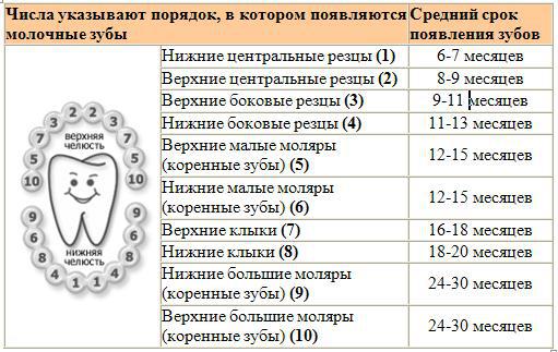 Последовательность прорезывания зубов у ребенка.