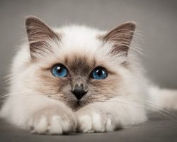 Кошки — приметы, суеверия, поверья. Приметы про черных, белых, рыжих, серых, трехцветных кошек в доме. К чему кошка пришла в дом, ушла из дома, рожает, гадит, умывается, чихает, умирает, катается по полу на спине, сидит на окне, перебегает дорогу?