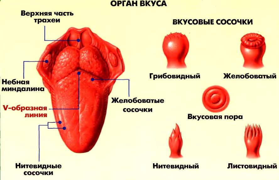 Орган-вкуса