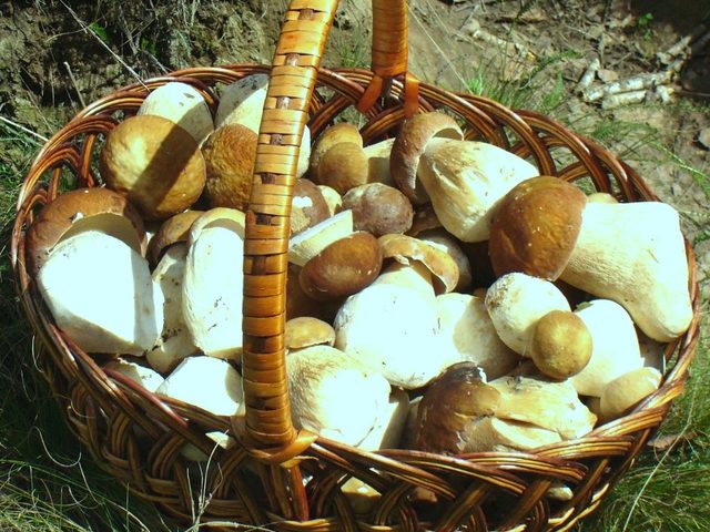 Как и сколько можно хранить грибы замороженные, вареные, свежие, соленые, маринованные, жареные в холодильнике, морозилке: правила, способы, сроки хранения и советы. Где хранить и сколько соленые грибы после засолки, как хранить их в квартире?