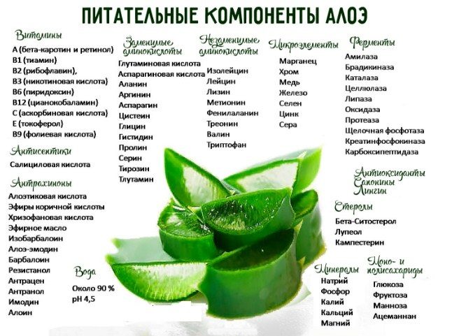 Полезные свойства алоэ